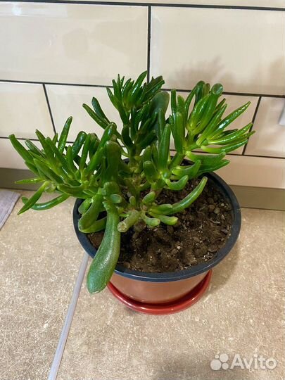 Крассула хоббит