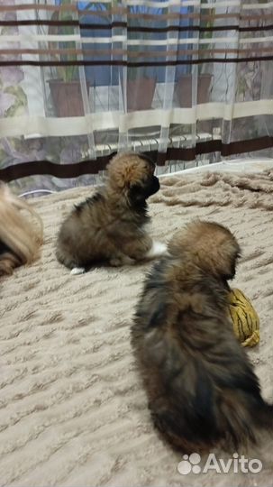 Щенки пекинеса