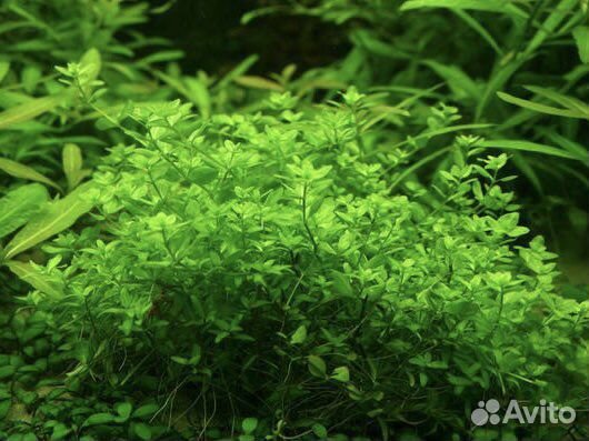 Неприхотливое растение Хемиантус микрантемоидес