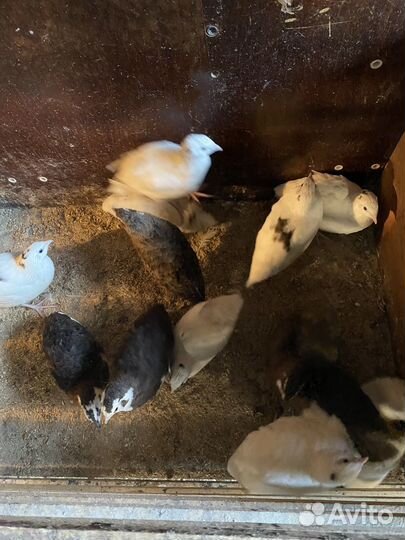 Перепела несушки