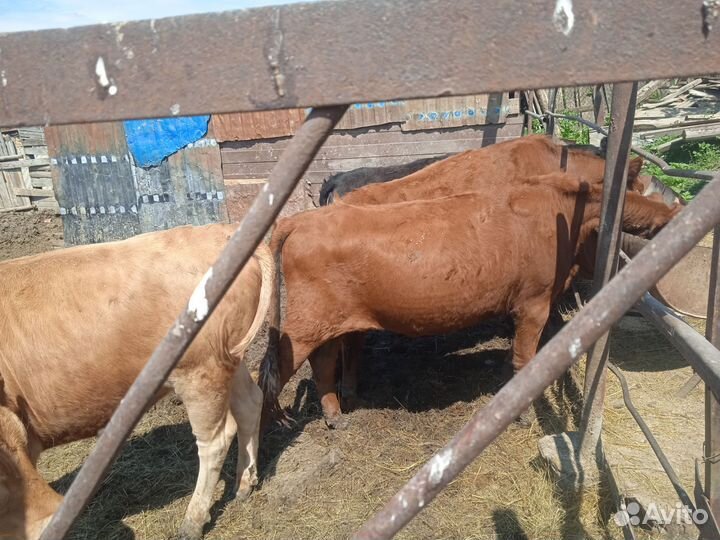 Продажа крс