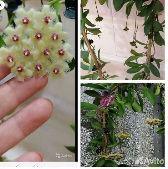 Хойя на срез, все по одной цене