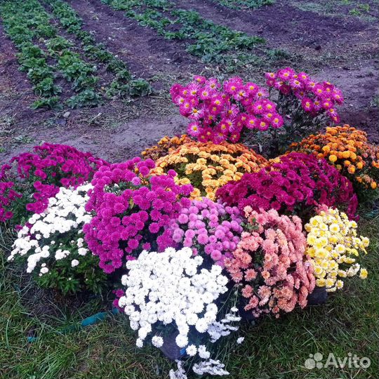 Хризантема мультифлора