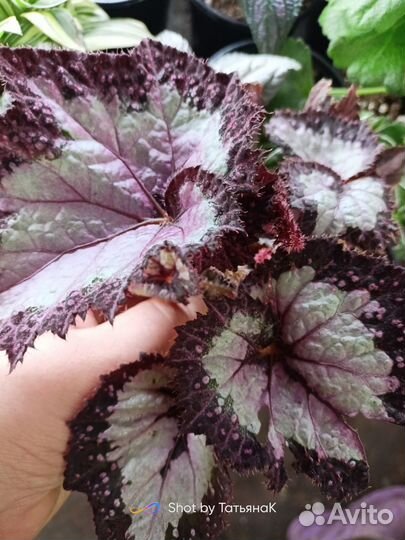 Бегония декоративно лиственная