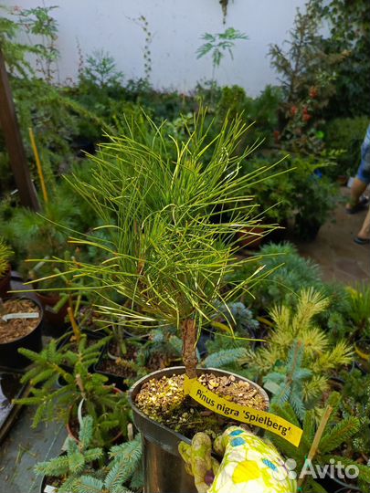 Сосны чёрные Спилберг,Грин Тауэр,Комет,Орегон Грин