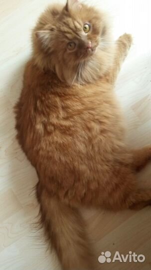 Котик Босс в поисках надежной семьи