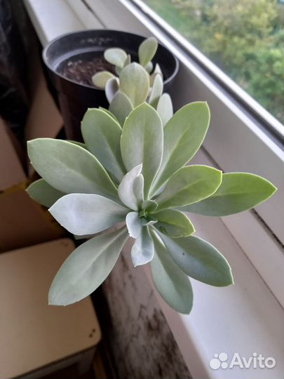 Крассуля и гастерия кристатум