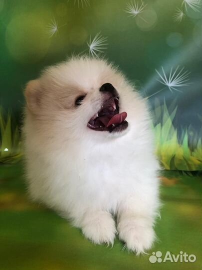 Малый немецкий шпиц