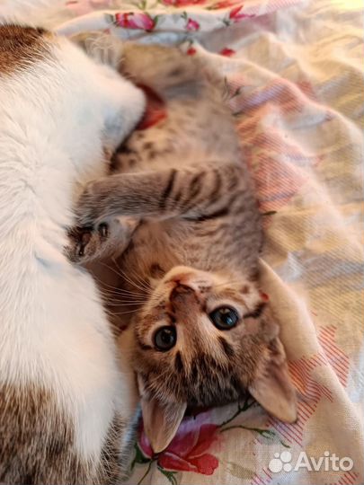 Отдам котят в добрые руки