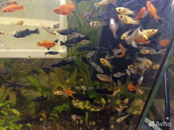 Аквариумные рыбки