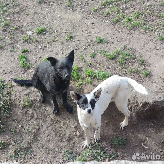 Собаки в добрые руки