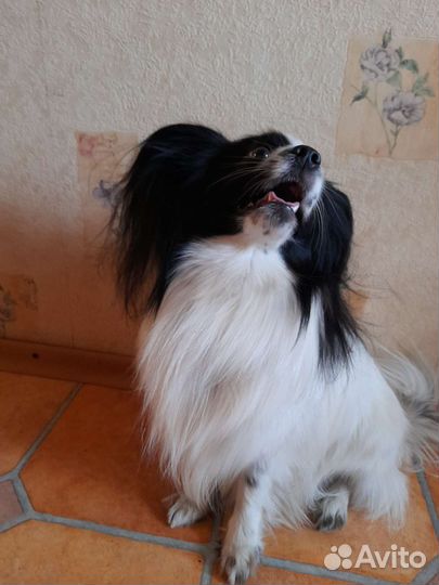 Вязка папийон