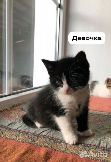Котята в добрые руки