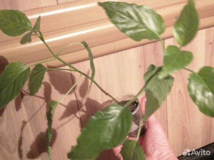 Шауэрия. Якобиния жёлтая