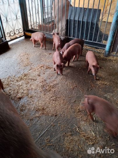Поросята породы дюрок