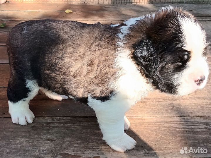 Щенки сенбернара