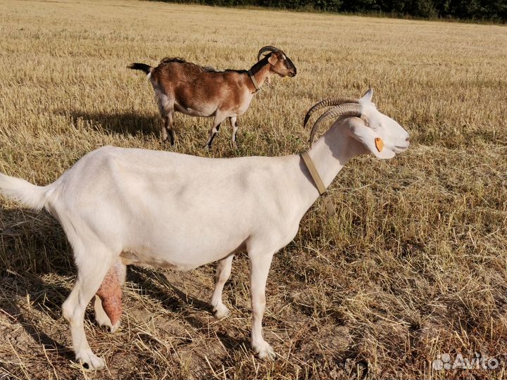 Козье молоко, куриные яйца