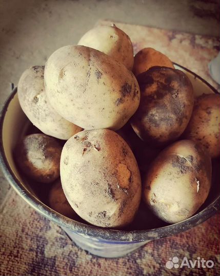 Продам картофель