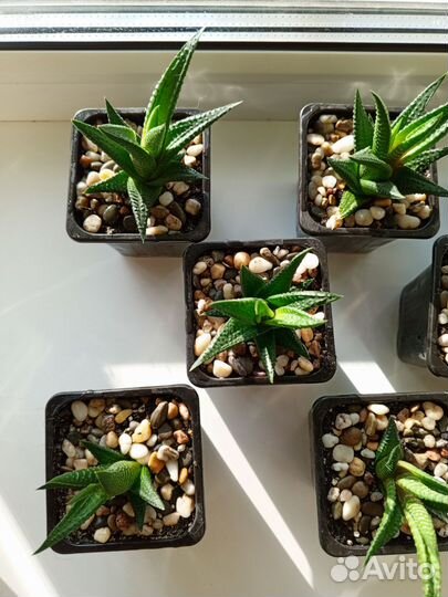 Суккуленты детки, хавортия