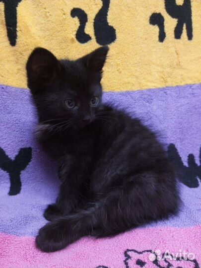 Котенок