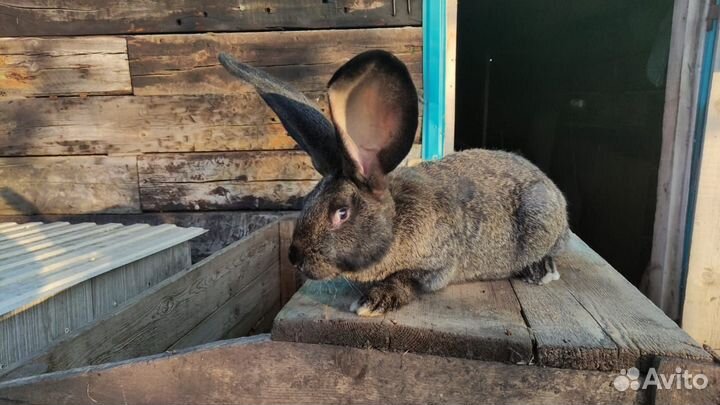 Кролики ризен