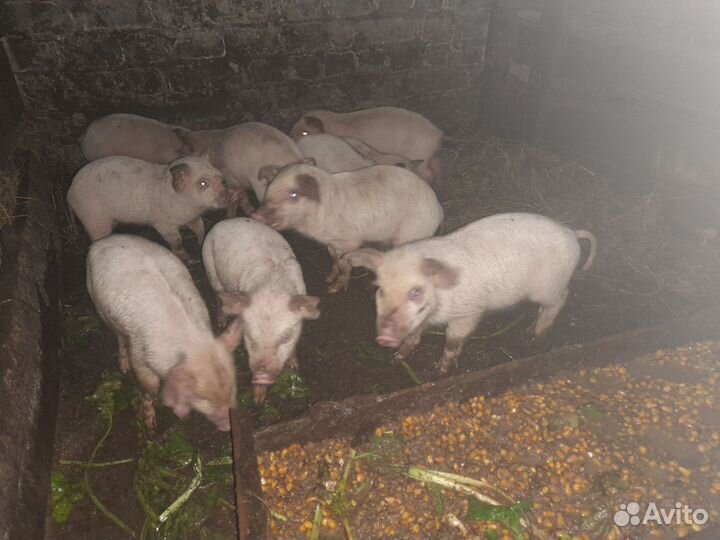 Поросята