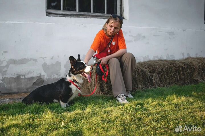 Выгульщик собак