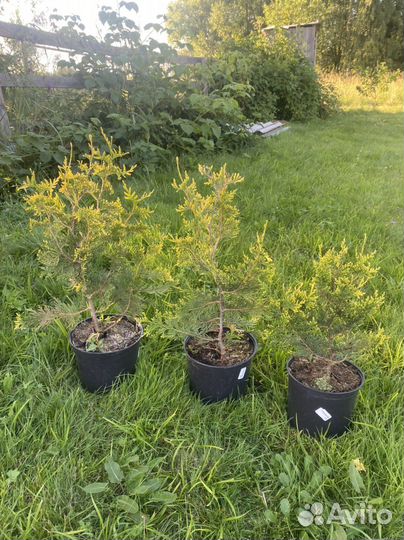 Туя западная Ауреоспиката или золотистокончиковая