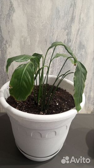 Комнатные растения