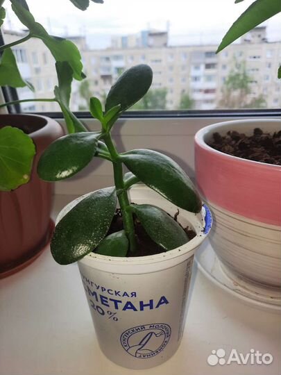 Толстянка (денежное дерево)