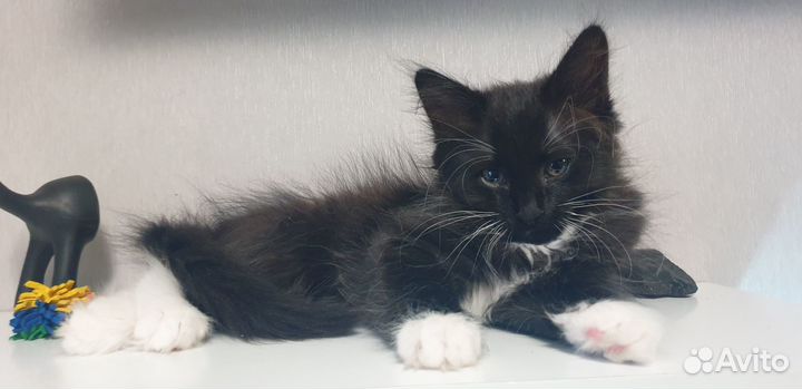 Черный пушистый котенок
