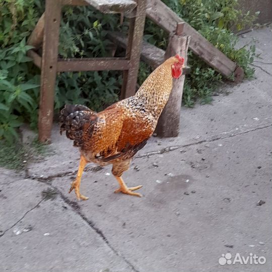 Куры петухи