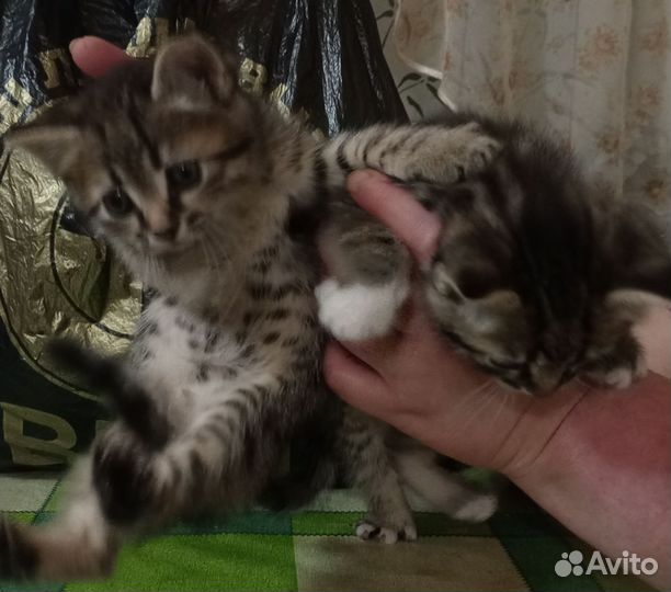 Кот и кошка