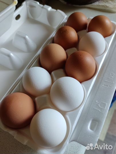 Инкубационное яйцо кур несушек