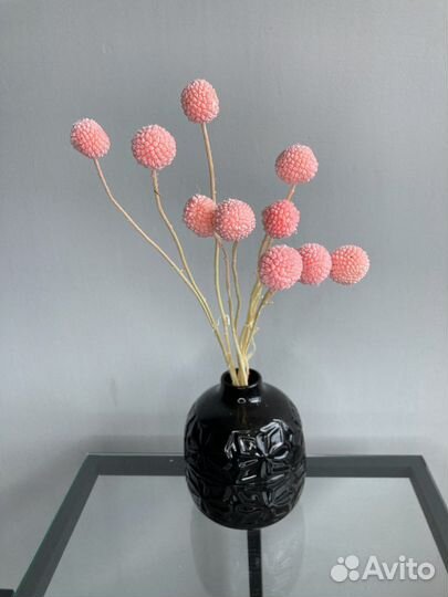 Краспедия / сухоцветы для декора