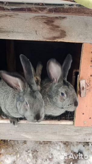 Кролы и кролихи