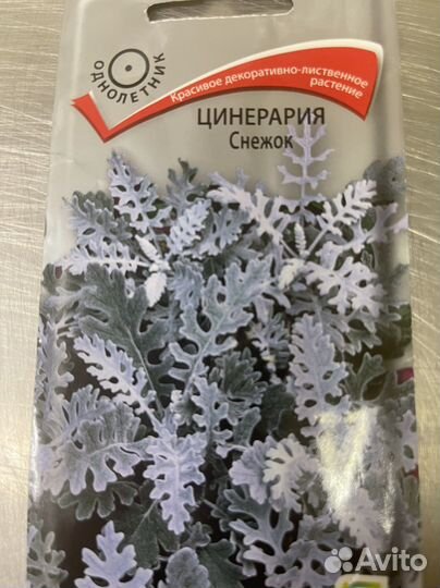 Цинерария Снежок