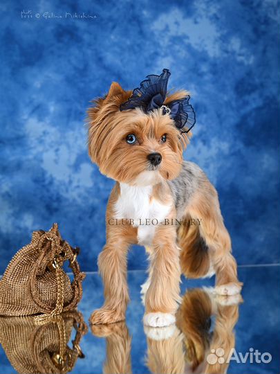 Йоркширский терьер