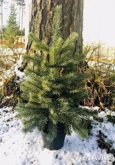 Fejka / Фейка IKEA '17