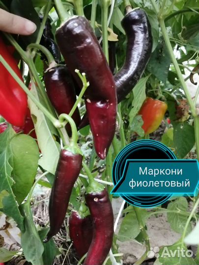 Перец сладкий и острый семена