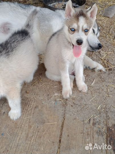 Щенки хаски