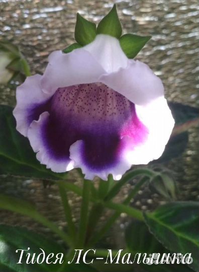 Глоксинии и тидеи