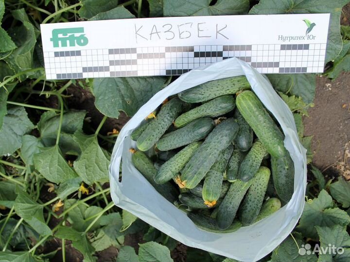 Семена Огурца 