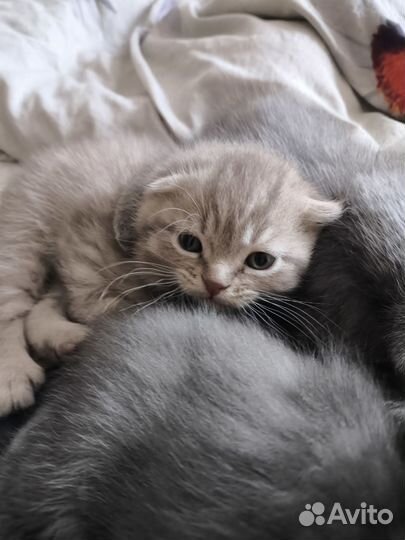 Шотландская