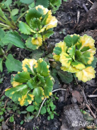 Многолетние растения почвопокровные