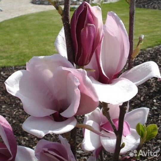 Магнолия Мач Тилл Фрост