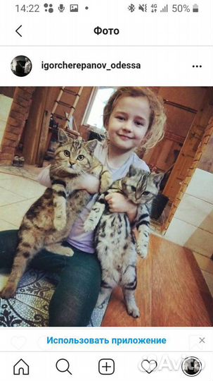 Британские котята