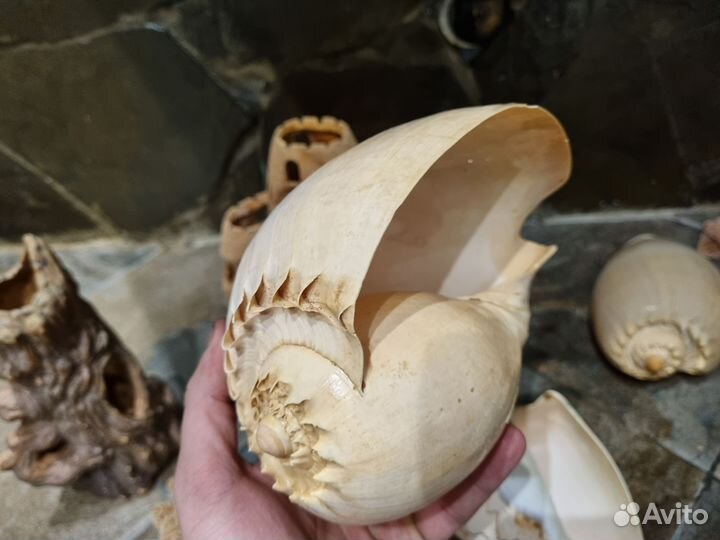 Ракушки ассорти