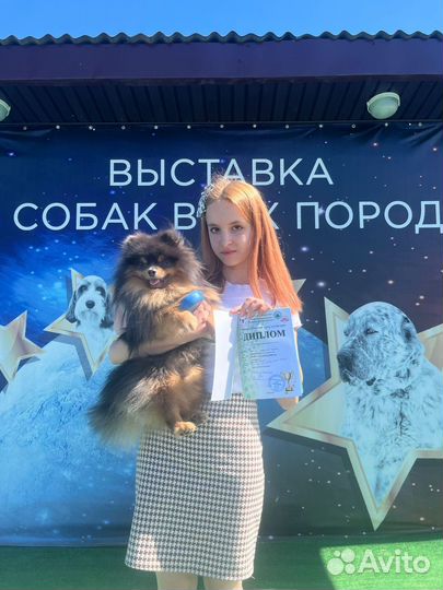 Померанский шпиц вязка кобель, голубо-подпалый