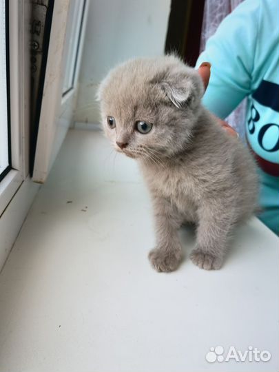 Шотландский котёнок